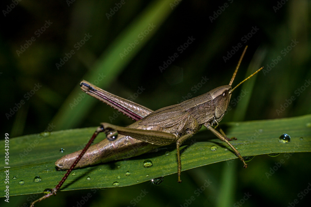 Fototapeta premium Grasshopper eats plants in macro photography