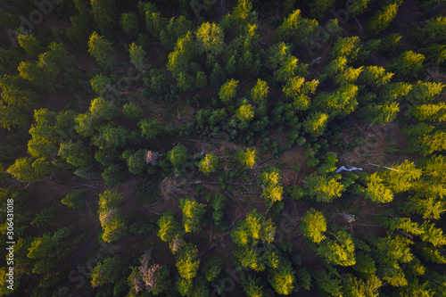 Sunset tree tops from a high vantage point in Oregon