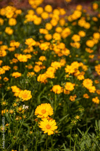 daisies in the garden