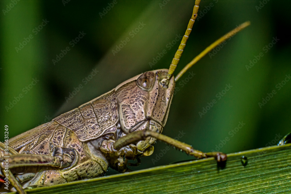 Grasshopper eats plants in macro photography Grasshopper eats plants in macro photography