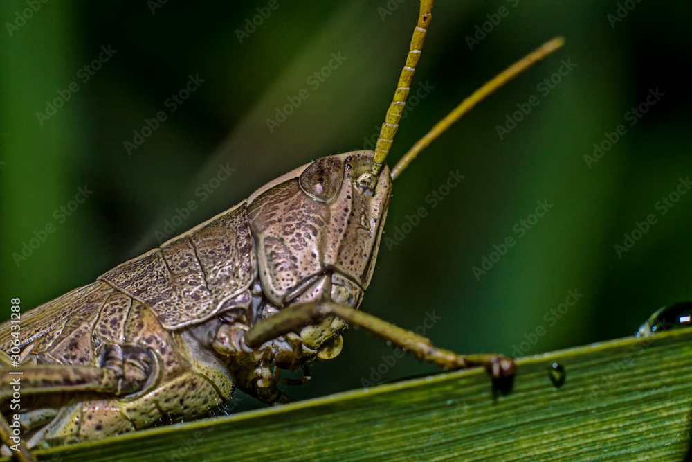 Grasshopper eats plants in macro photography Grasshopper eats plants in macro photography