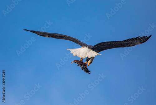 Eagle flying with salmon in claws