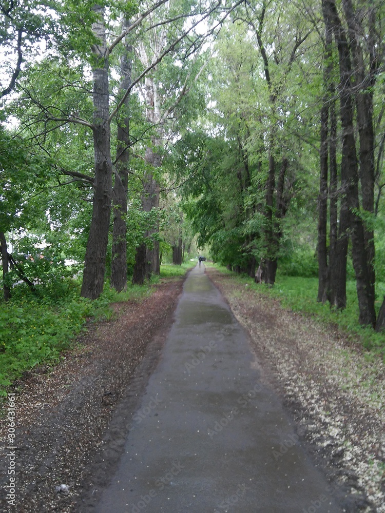 road in the forest road in the forest