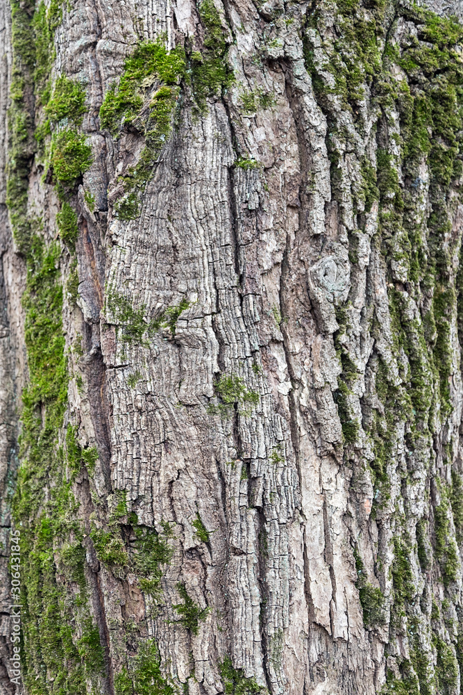 Texture of tree bark with moss Texture of tree bark with moss