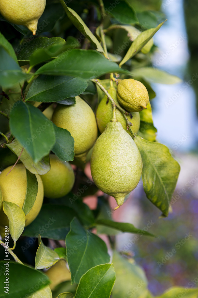 Several lemons on lemon tree on sunny day Several lemons on lemon tree on sunny day