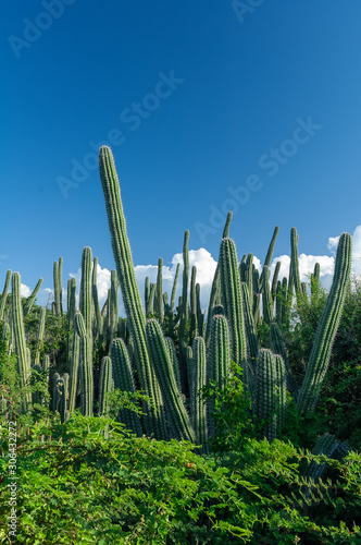 Cactus plants