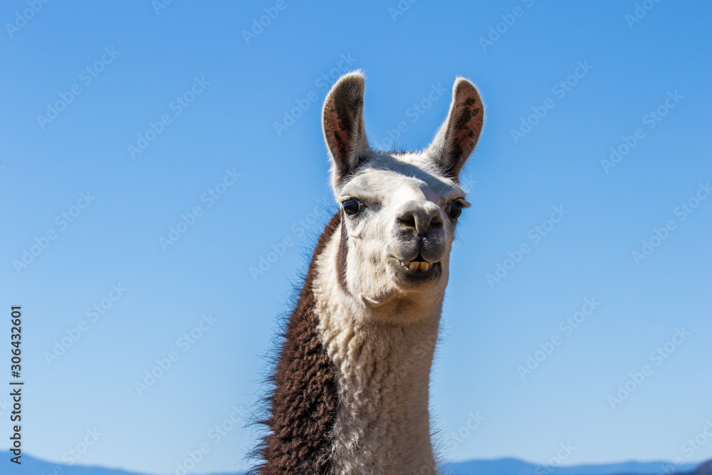 Obraz premium Maxwell National Wildlife Refuge, New Mexico