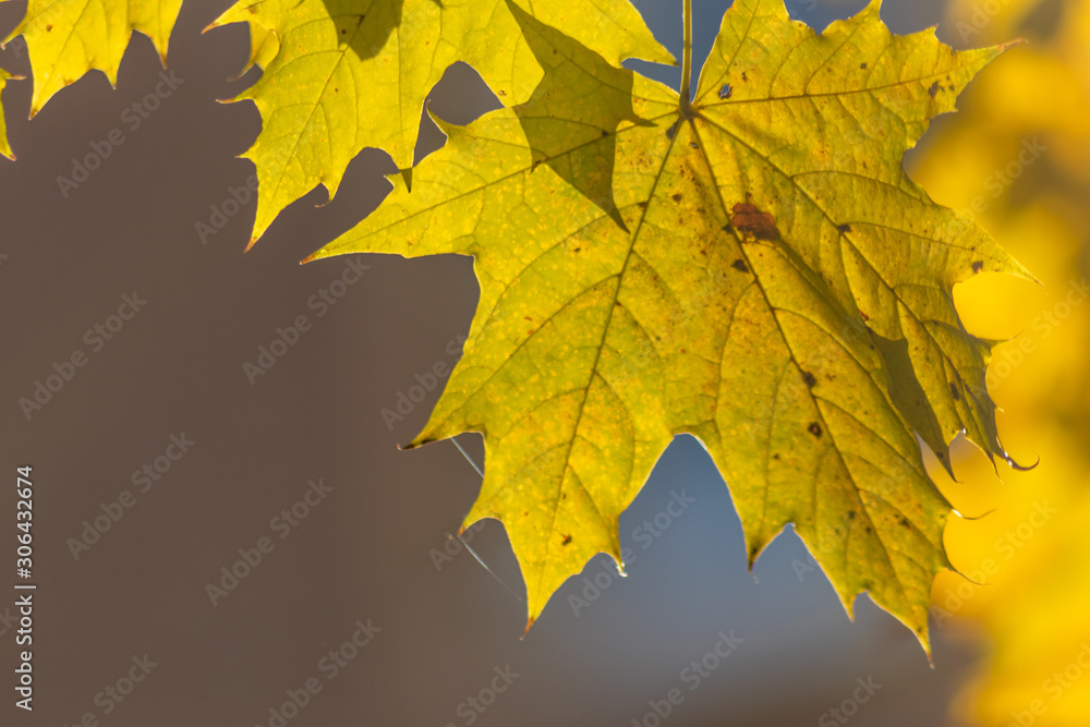 Fototapeta premium Im Gegenlicht mit Sonnenschein leuchtendes Herbslaub als goldener Herbst mit bunten Blättern, Blattadern und farbenfrohen Blättern im Indian Summer und schönster Jahreszeit