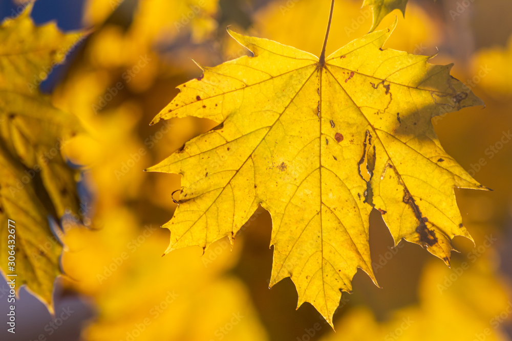 Obraz premium Im Gegenlicht mit Sonnenschein leuchtendes Herbslaub als goldener Herbst mit bunten Blättern, Blattadern und farbenfrohen Blättern im Indian Summer und schönster Jahreszeit