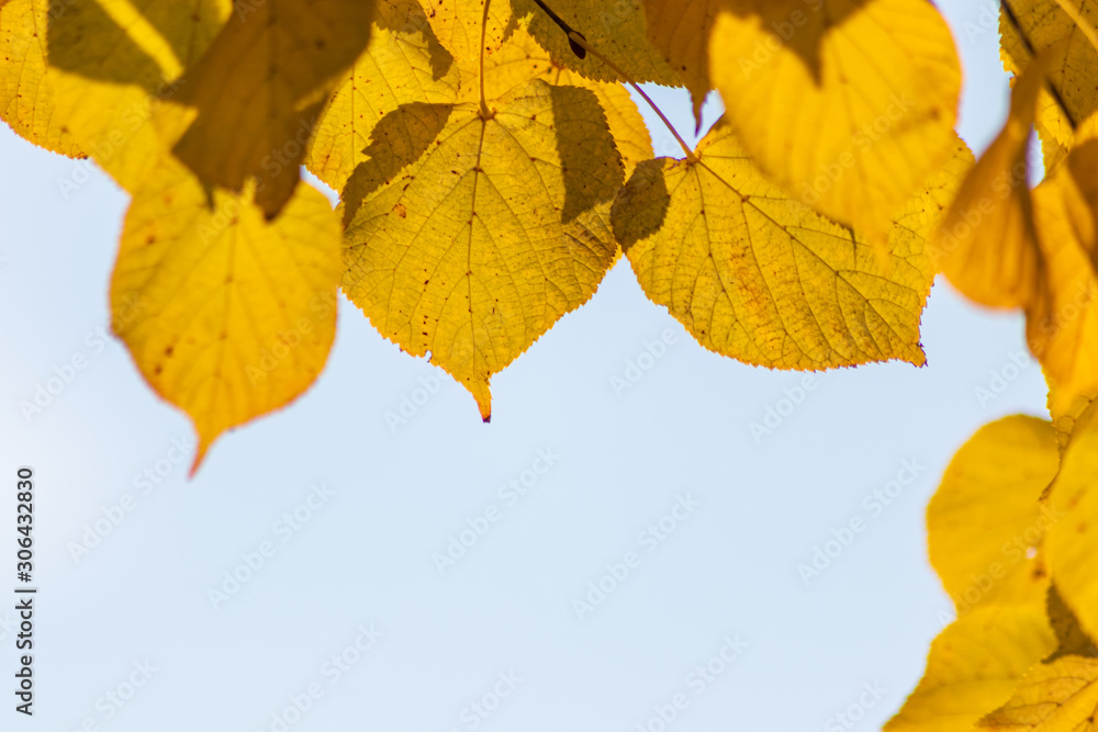 Fototapeta premium Im Gegenlicht mit Sonnenschein leuchtendes Herbslaub als goldener Herbst mit bunten Blättern, Blattadern und farbenfrohen Blättern im Indian Summer und schönster Jahreszeit