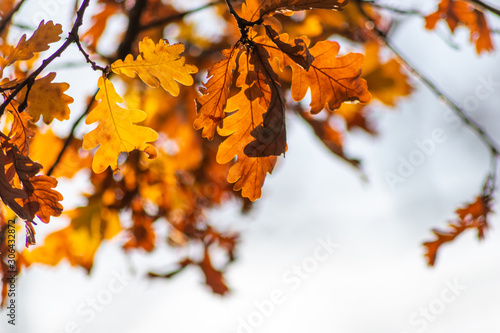 Im Gegenlicht mit Sonnenschein leuchtendes Herbslaub als goldener Herbst mit bunten Bl  ttern  Blattadern und farbenfrohen Bl  ttern im Indian Summer und sch  nster Jahreszeit