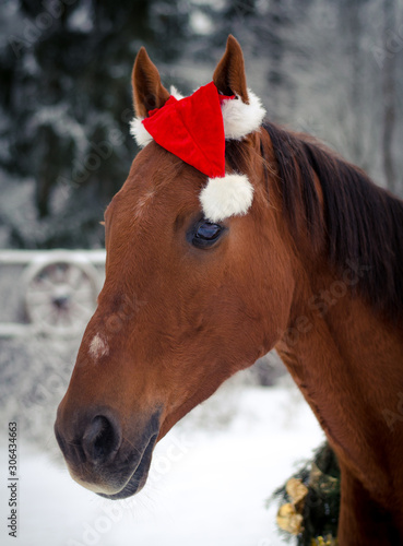 portrait of christmas red don horse in red cap in the winter