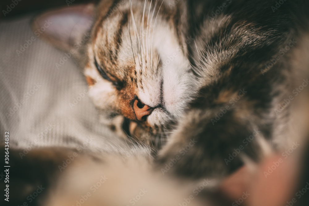 Sleepy cat portrait. Close up view of tabby cat sleeping. 