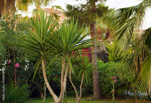 Low palm tree with large green leaves in a flowering tropical park. Summer vacation concept.