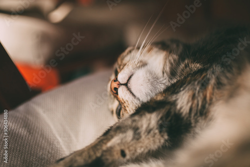 Sleepy cat portrait. Close up view of tabby cat sleeping.  © nachomp82