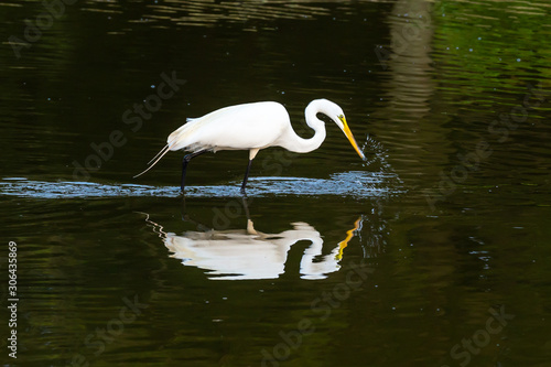 Snowy Egret