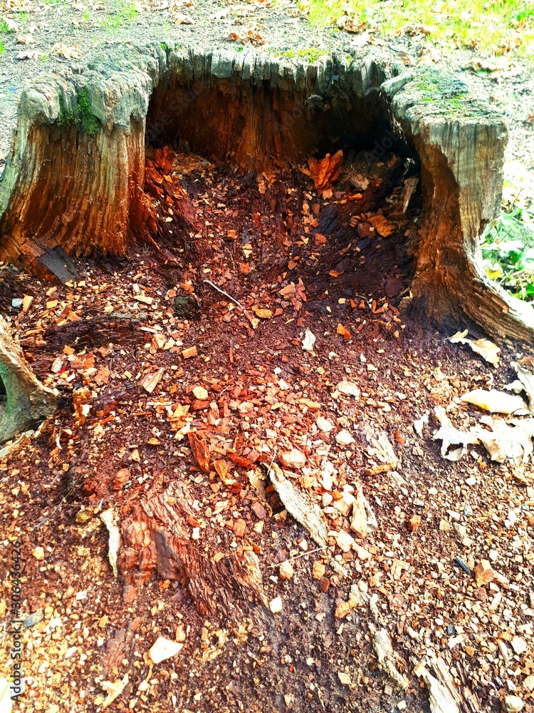 Rotten stump in the autumn in the forest Rotten stump in the autumn in the forest