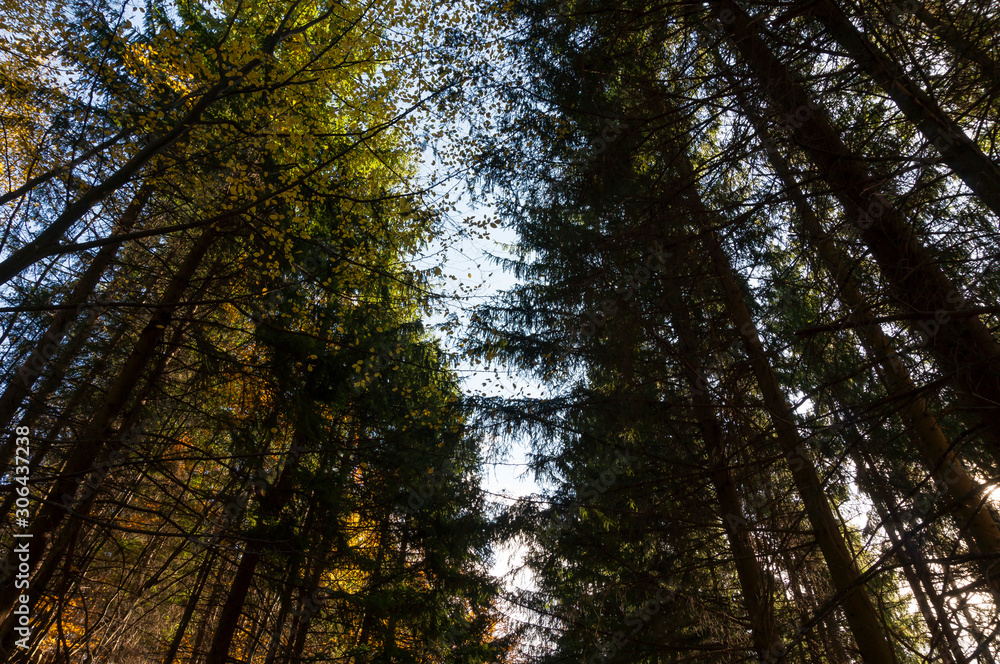 Obraz premium Multi colored trees and autumn sun shining in the blue sky. Golden autumn scene in a forest, with falling leaves, the sun shining through the trees and blue sky