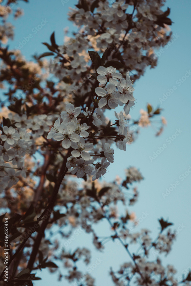 Cherry tree bloom at spring. Flower background. Floral texture.Sunset light. Blue sky background. Spring season. Flowers bloom. Fruit tree Cherry tree bloom at spring. Flower background. Floral texture.Sunset light. Blue sky background. Spring season. Flowers bloom. Fruit tree