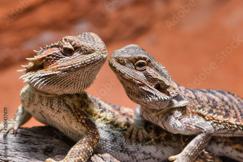 male and female bearded dragon (Bartagame), looking to each other