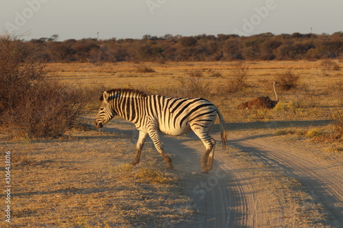 Zebras walking during sunset in khama rhino sanctuary in Botswana on holiday. Traveling during dry season in summer.