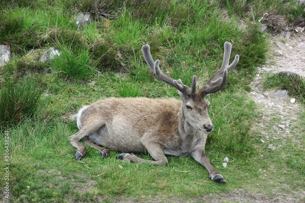 Junger Hirsch im Glen Torridon , Schottland