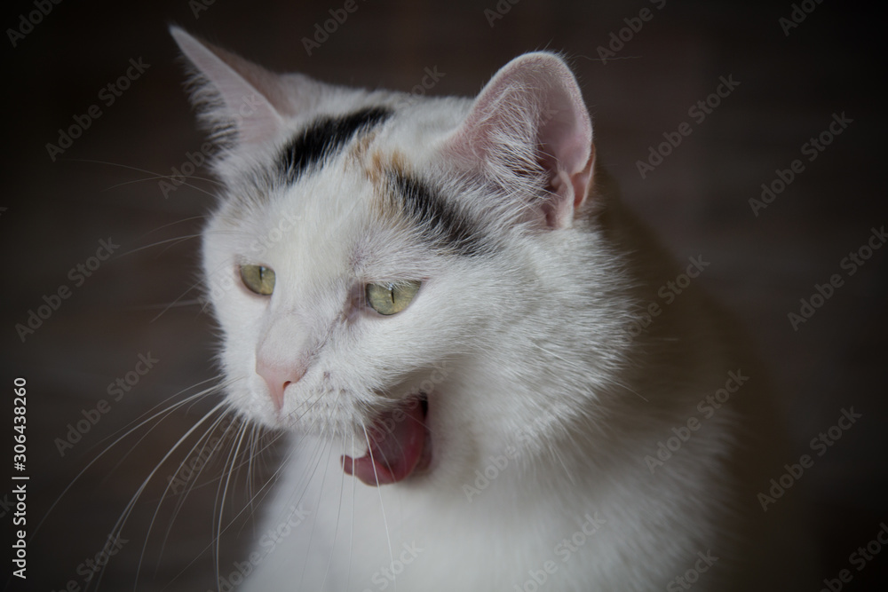 Fototapeta premium ritratto di gatto bianco che sbadiglia