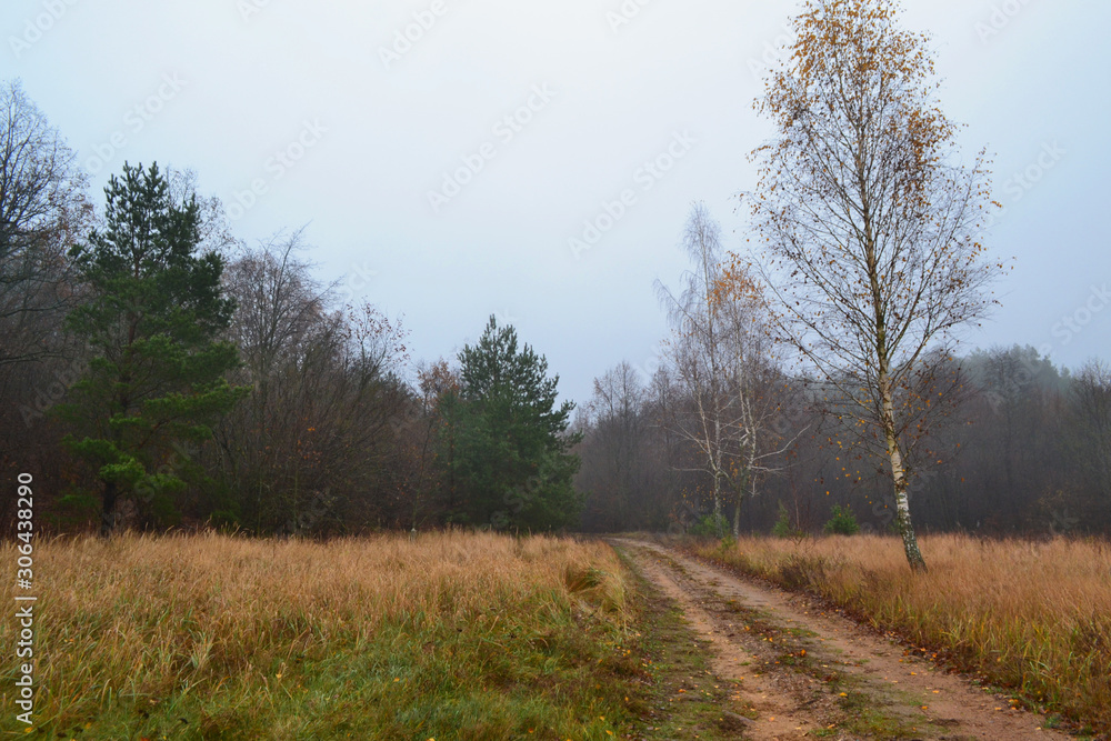 Watercolor autumn landscape of late autumn. Birch trees near the trail in rural field.