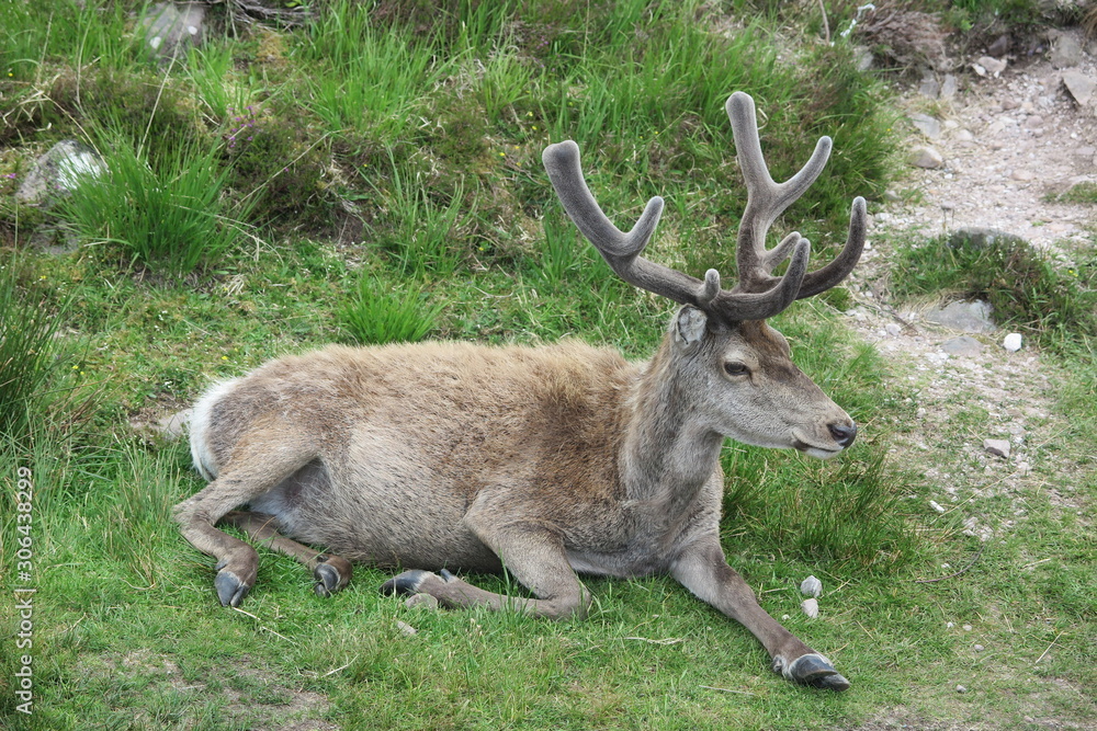 Junger Hirsch im Glen Torridon , Schottland Junger Hirsch im Glen Torridon , Schottland