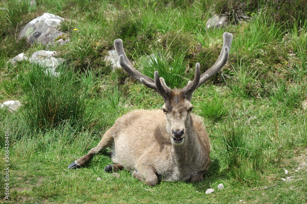 Fototapeta premium Junger Hirsch im Glen Torridon , Schottland