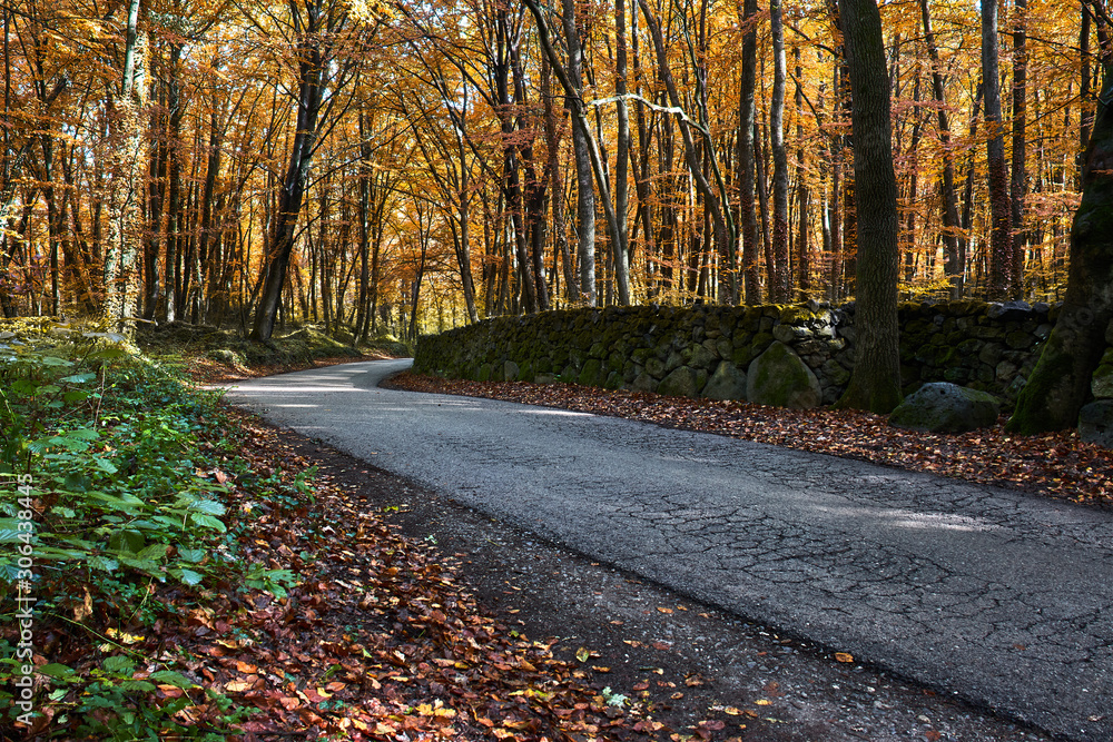 Fototapeta premium Road in an autumnal forest
