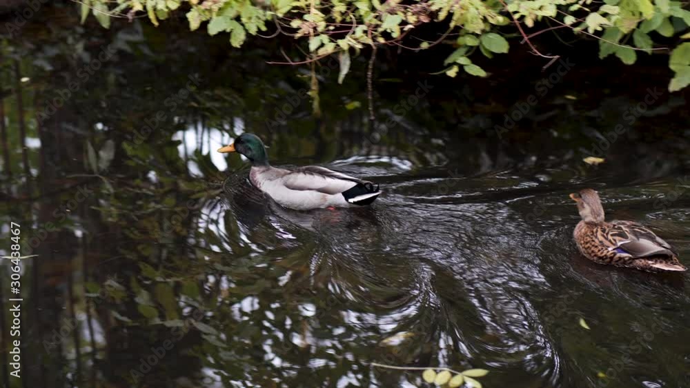 Duck swimming around moor hens and other wild life in the city Duck swimming around moor hens and other wild life in the city
