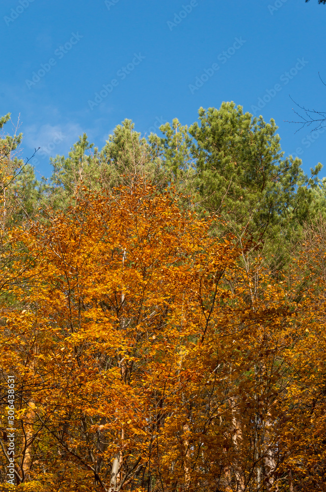 Multi colored trees and autumn sun shining in the blue sky. Golden autumn scene in a forest, with falling leaves, the sun shining through the trees and blue sky Multi colored trees and autumn sun shining in the blue sky. Golden autumn scene in a forest, with falling leaves, the sun shining through the trees and blue sky