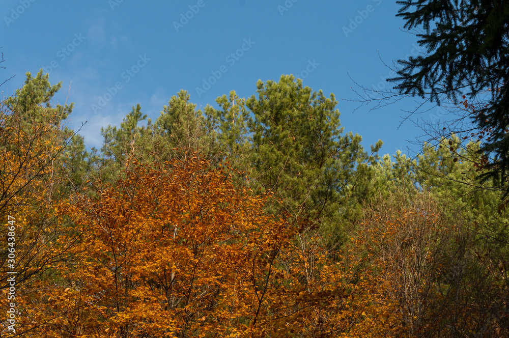 Multi colored trees and autumn sun shining in the blue sky. Golden autumn scene in a forest, with falling leaves, the sun shining through the trees and blue sky Multi colored trees and autumn sun shining in the blue sky. Golden autumn scene in a forest, with falling leaves, the sun shining through the trees and blue sky