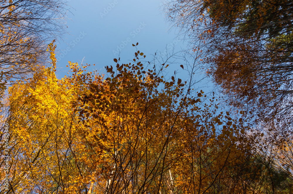 Fototapeta premium Multi colored trees and autumn sun shining in the blue sky. Golden autumn scene in a forest, with falling leaves, the sun shining through the trees and blue sky