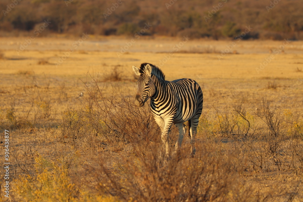 Naklejka premium Zebras walking during sunset in khama rhino sanctuary in Botswana on holiday. Traveling during dry season in summer.