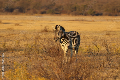 Zebras walking during sunset in khama rhino sanctuary in Botswana on holiday. Traveling during dry season in summer.