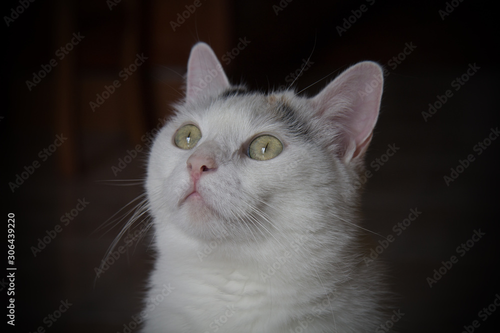 gatto bianco che guarda in alto