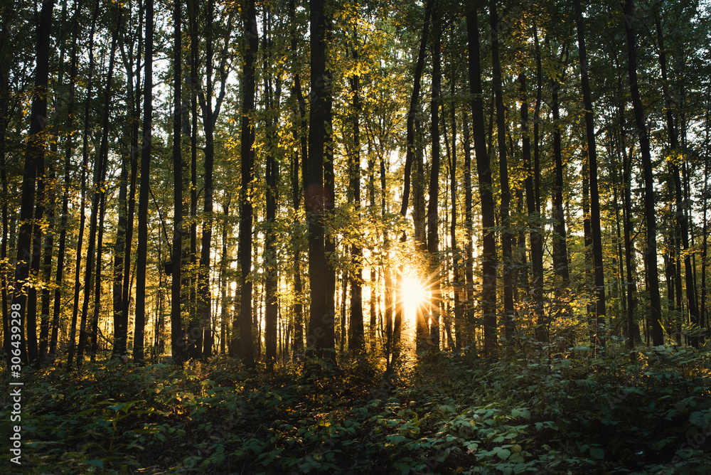 Obraz premium Beautiful oaks forest during a sunset. Forest of deciduous trees in Czech republic.