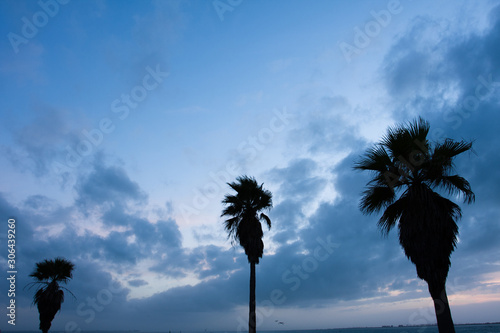 Silhouetted palm trees against the evening sky as birds fly in the distance.