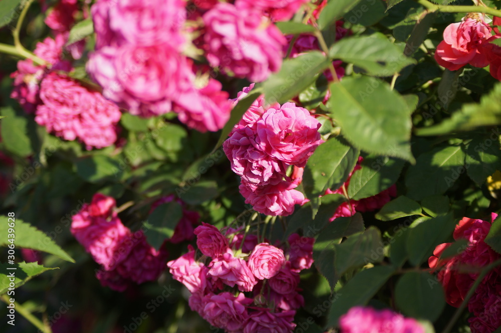 pink flowers in the garden pink flowers in the garden