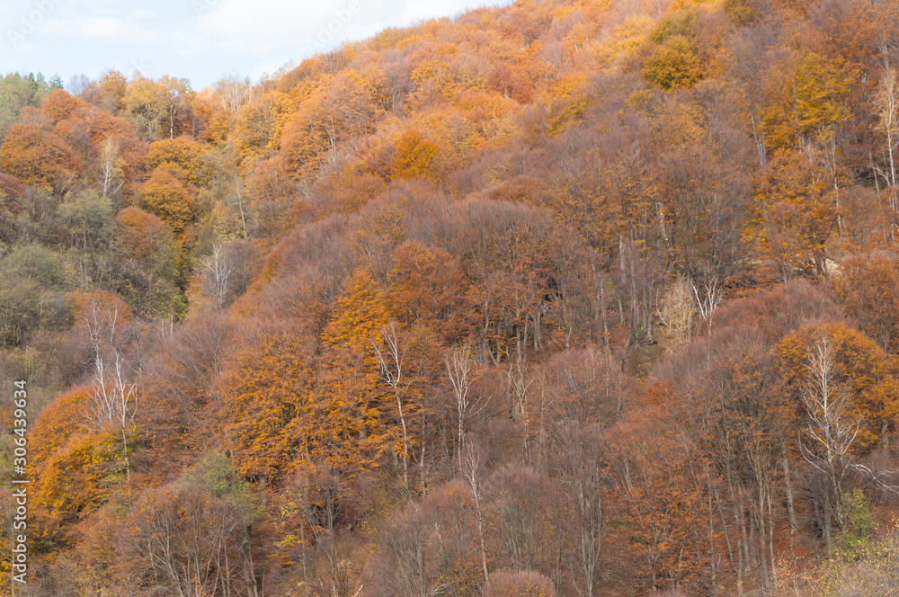 Multi colored trees and autumn sun shining in the blue sky. Golden autumn scene in a forest, with falling leaves, the sun shining through the trees and blue sky Multi colored trees and autumn sun shining in the blue sky. Golden autumn scene in a forest, with falling leaves, the sun shining through the trees and blue sky