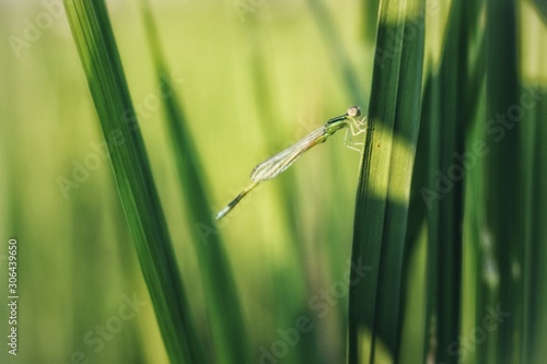 dragonfly on blade of grass