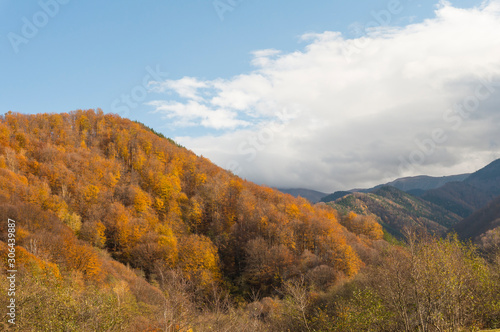 Multi colored trees and autumn sun shining in the blue sky. Golden autumn scene in a forest  with falling leaves  the sun shining through the trees and blue sky