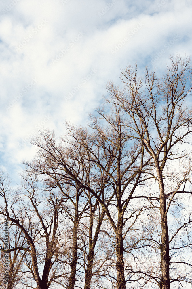 Tree Line against Blue Sky with Clouds Tree Line against Blue Sky with Clouds