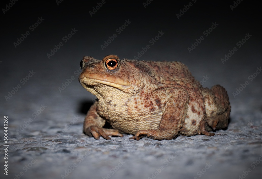 Fototapeta premium Kröte