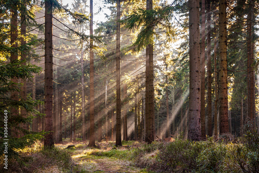 Obraz premium sun rays in autumn forest