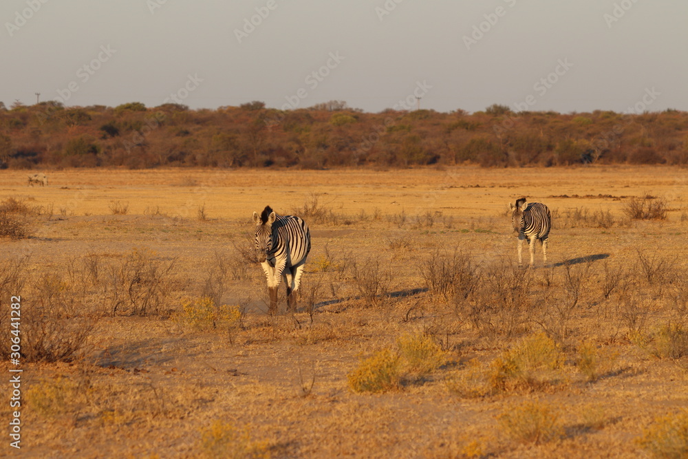 Zebras walking during sunset in khama rhino sanctuary in Botswana on holiday. Traveling during dry season in summer. Zebras walking during sunset in khama rhino sanctuary in Botswana on holiday. Traveling during dry season in summer.