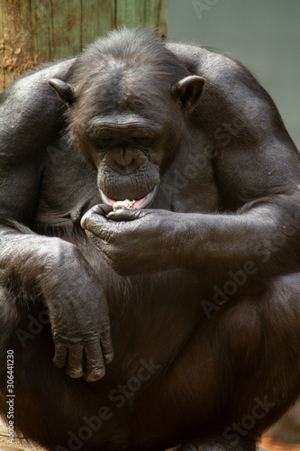 Elder female chimp eating and looking down portrait