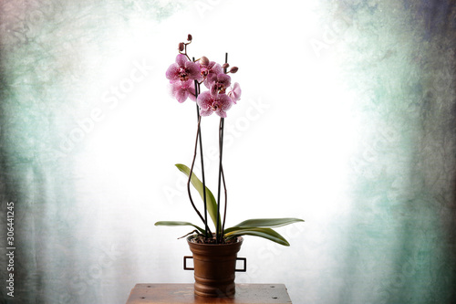 Orchidea maculata fucsia